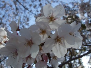 sakura